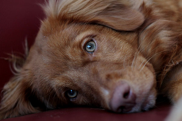 ¿Coronavirus en mascotas? Así se detecta y estas medidas se deben tomar