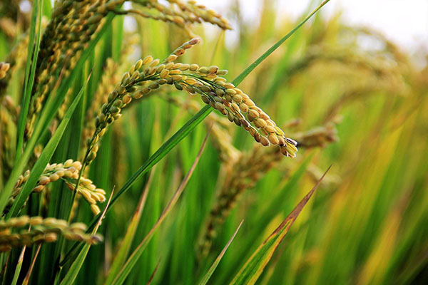 Científicos pretenden modificar genéticamente el arroz para enfrentar el cambio climático