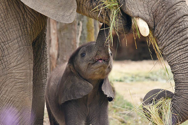 Fallece cría de elefante que perdió media trompa tras caer en una trampa de cazadores furtivos