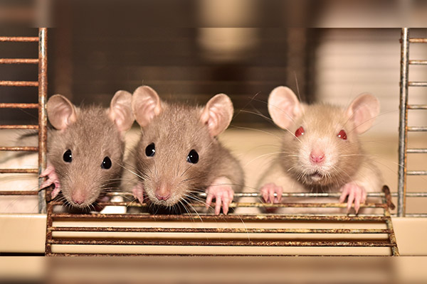 Roedores podrían ser portadores asintomáticos de coronavirus, según un estudio