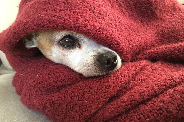 Llegan los fríos, protege a tu perro de bajas temperaturas