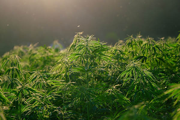 SCJN autoriza producción de cannabis con fines industriales