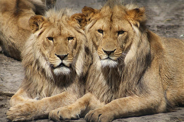 Pánico en aeropuerto de Singapur tras el escape de dos leones