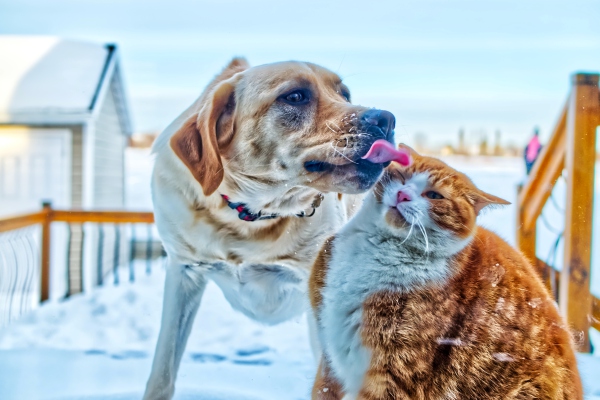 Curiosidades que no conocías de tus perros y gatos