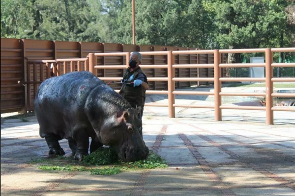 Murió Inés, la hipopótamo más vieja del zoológico de Aragón en la CDMX