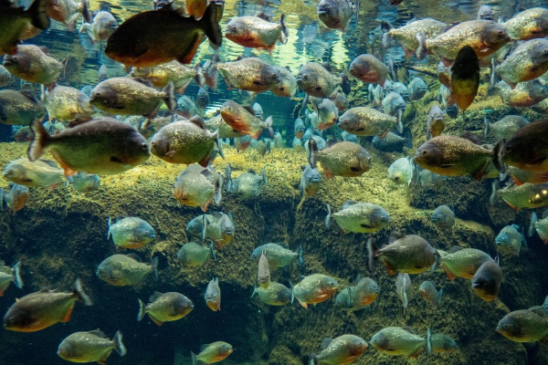 Ataques de pirañas aterrorizan a bañistas en Sudamérica