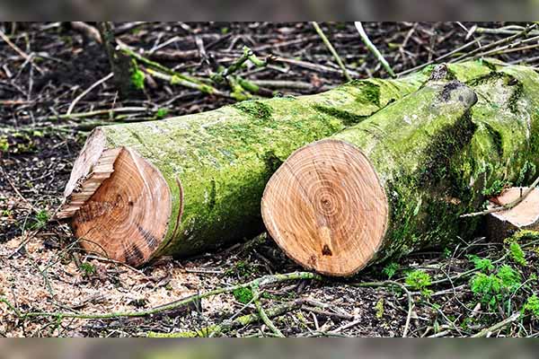 Turba enfurecida asesina a hombre por talar árbol sagrado en la India