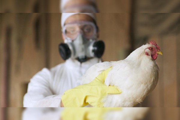Nueva ola de gripe aviar podría propagarse en humanos con mayor agresividad