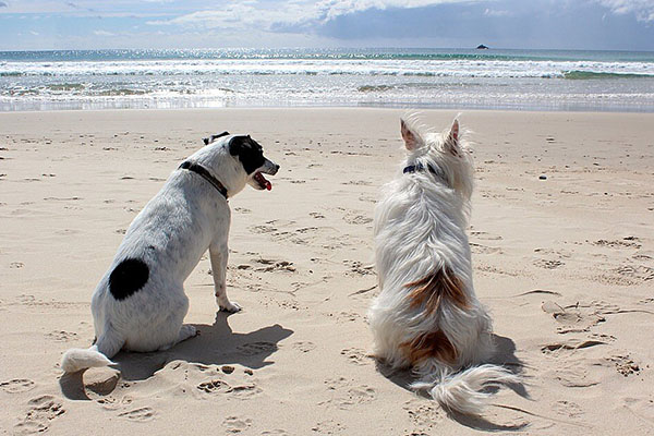 Misteriosa enfermedad afecta a perros que pasean en playas de Reino Unido