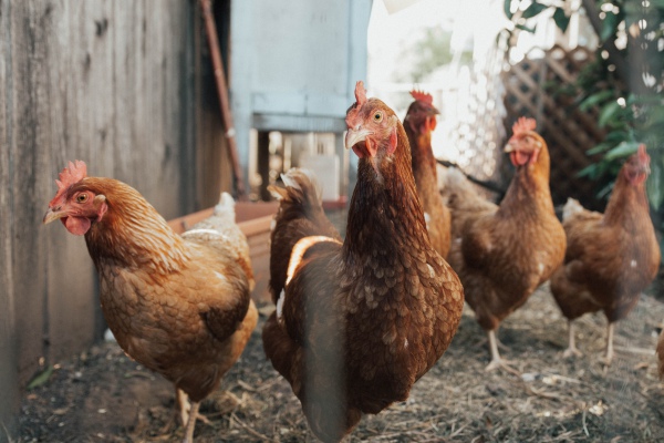 Hay medio millón de aves muertas por gripe aviar en Burkina Faso