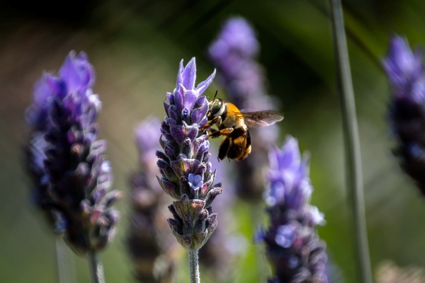 Hay plantas en peligro por la desaparición de animales debido al cambio climático