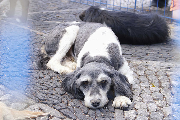 Adopción de mascotas, mucho más que una moda