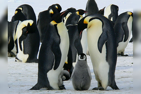 ¿Lo sabías? Hoy se celebra el Día de la Concienciación por los Pingüinos