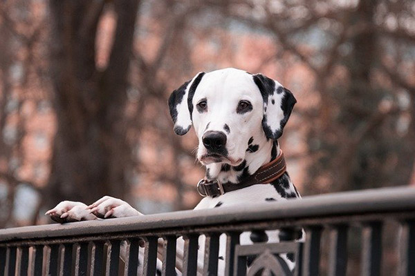 ¿Qué razas de perros se consideran las más agresivas?