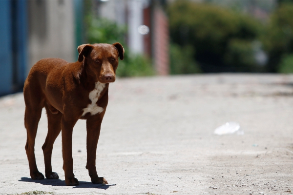 Perros atropellados en Periférico, desdén de poblanos y autoridades