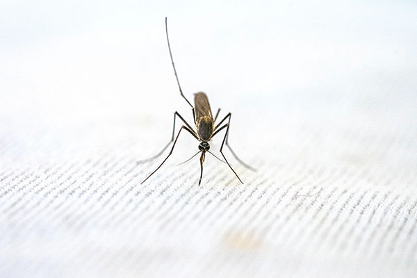 Se registra brote de malaria en Botsuana