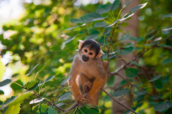 Catalogan 224 nuevas especies de flora y fauna en el Gran Mekong asiático