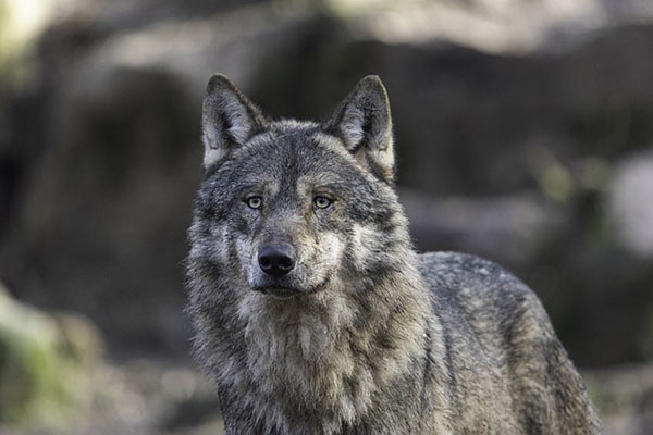 Lobo gris, especie amenazada por el muro fronterizo entre México y EU