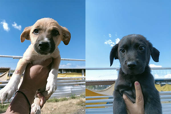 Ayuntamiento invita a adoptar y dar una segunda oportunidad a animales rescatados
