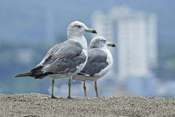 ¿Cómo el comportamiento animal puede ayudar a entrenar mejores IA?