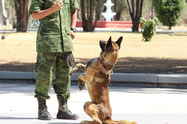 Lanzan convocatoria para adoptar a perritos militares jubilados
