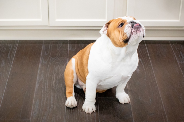 Este país prohibió la crianza del bulldog inglés por sus serios problemas de salud
