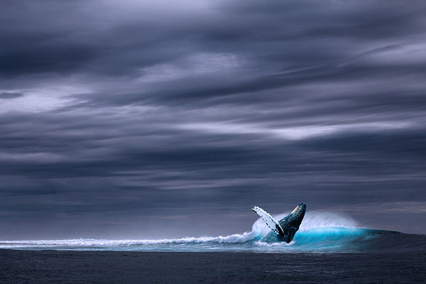 Islandia planea suspender la caza de ballenas desde 2024