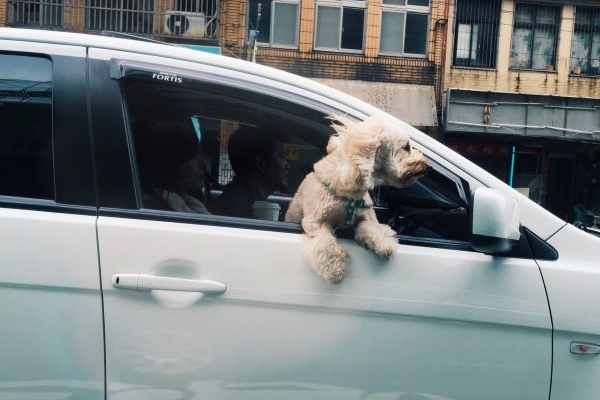 Este es el asiento más cómodo para viajar con tus mascotas