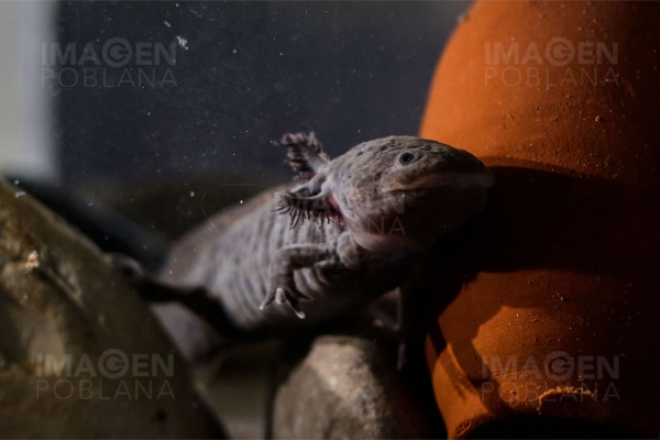 Liberan en Xochimilco 200 ajolotes, especie en peligro de extinción