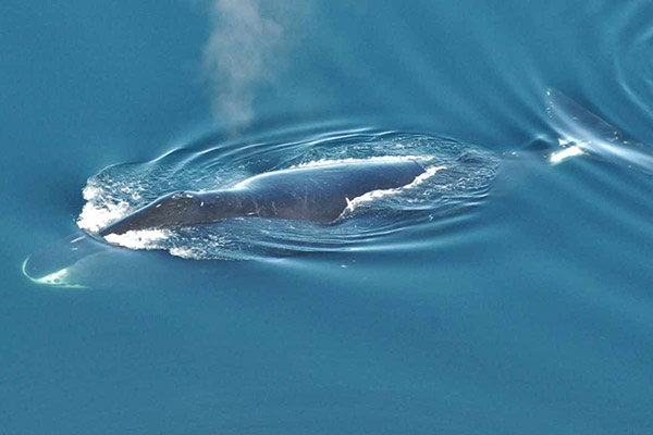 Yacimientos y drones ponen en peligro a las ballenas del mar de Ojotsk