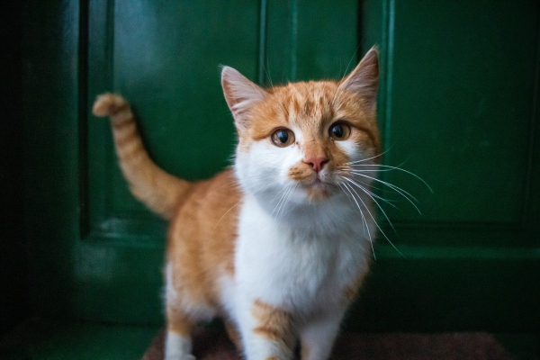 ¿Por qué el gato es el único animal que celebra su día tres veces al año?