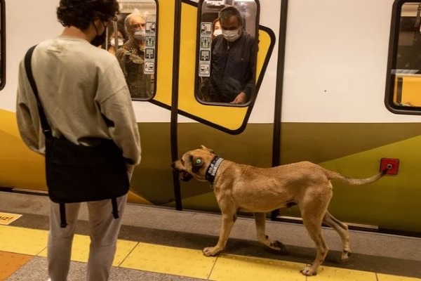Boji, el perro que recorre Estambul en metro, bus y ferry