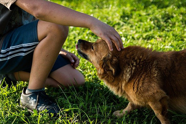 Regla 3 de 3 tras adoptar a un perrito rescatado
