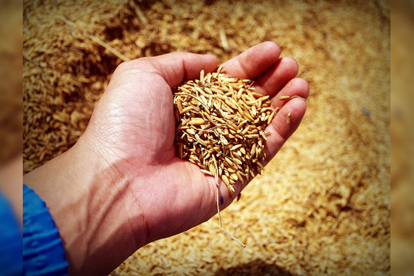 Conflicto entre Rusia y Ucrania provoca grave crisis en la producción mundial de alimentos