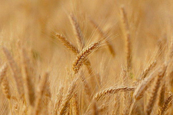Conflicto entre Rusia y Ucrania afecta también al precio de los cereales en México