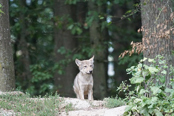 Mueren 2 lobos mexicanos en el Zoológico de Chapultepec