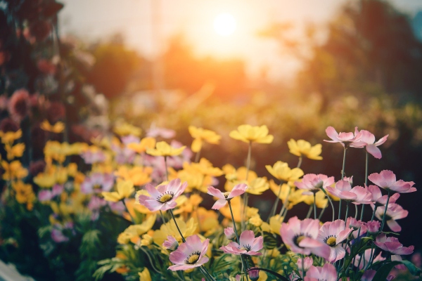 Calor y flores, características de la primavera, que ya llegó