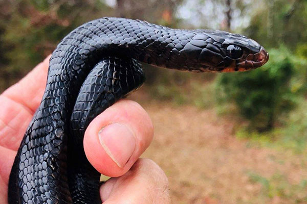 Hallan en bosque de EU especie de serpiente que estaba “extinta”