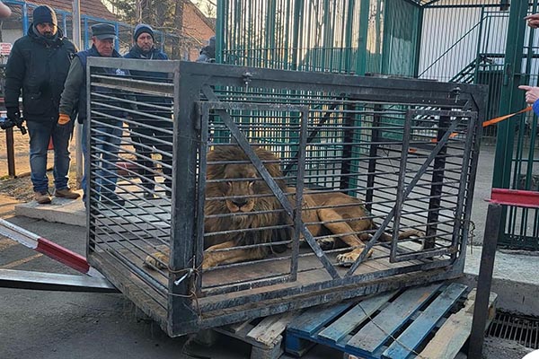 Un león y un lobo son rescatados de Ucrania y transportados a Rumania