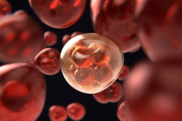 Científicos avanzan en la regeneración de órganos y logran criar células humanas jóvenes “in vitro”