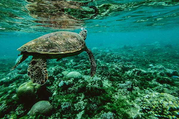 Aumento de ruido en los océanos por cambio climático afectaría gravemente la vida marina
