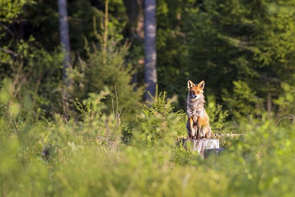Departamento de Agricultura de EU mató a casi 2 millones de animales en 2021