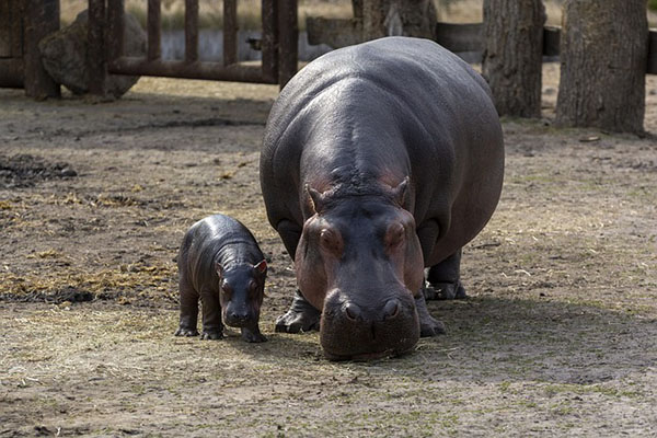 Gobierno colombiano declara "especie invasora" al hipopótamo