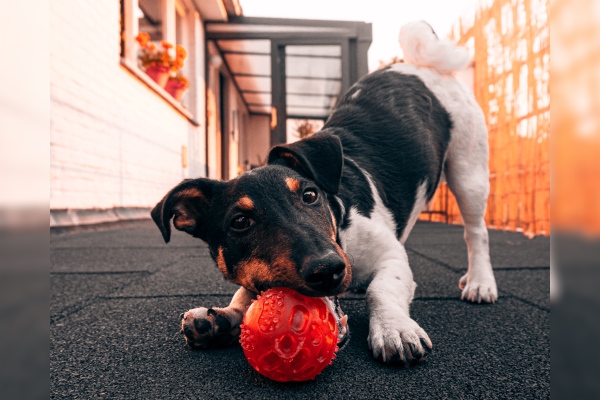 El juego es muy importante para los perros, sin importar la edad que tengan