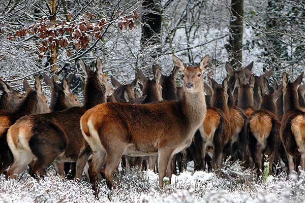 Inquieta a científicos que animales con covid puedan contagiar a humanos con nuevas mutaciones