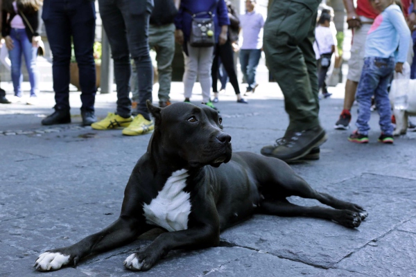 Dueños irresponsables son culpables de perros “violentos”