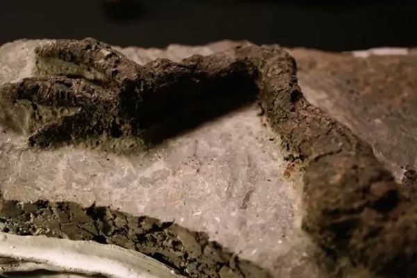 Hallan fósil del "último dinosaurio sobre la Tierra" antes del impacto del asteroide