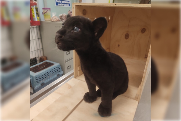 Decomisan en Mérida a cachorro de jaguar a punto de ser traficado