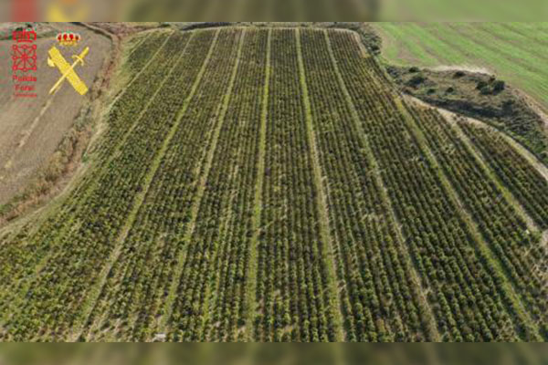Desmantelan la plantación de marihuana más grande registrada en Europa