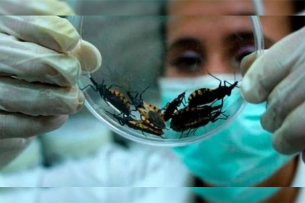 OPS pide incrementar esfuerzos en la detección y tratamiento del Chagas